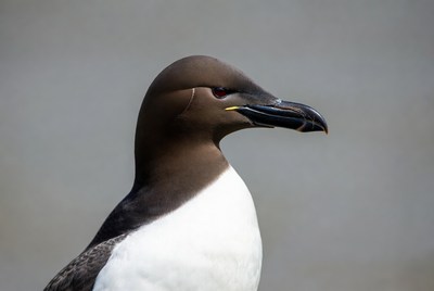 Guillemot seabird profile view