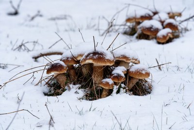 Snow-Covered Mushrooms in Winter Grass