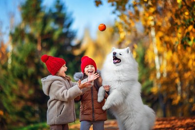 Girls playing with Samoyed dog autumn forest