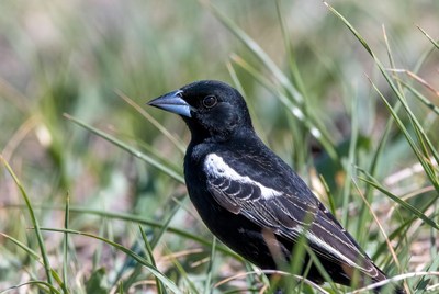 Black bird with blue beak in grass