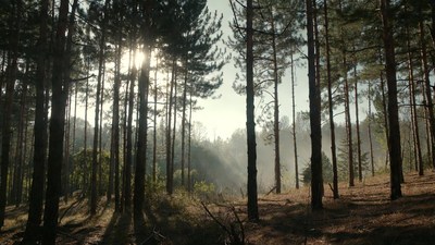 Sunlit Pine Forest with Sunbeams