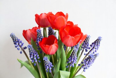 Red Tulips and Blue Hyacinths Bouquet