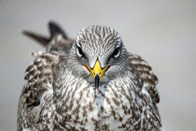Close-up of striped falcon bird