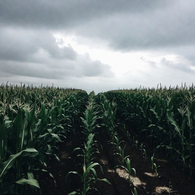 Corn Field Path Under Cloudy Sky
