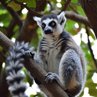 Ring-tailed lemur on tree branch