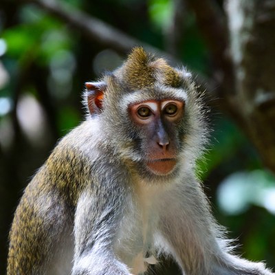 Long-tailed macaque in jungle