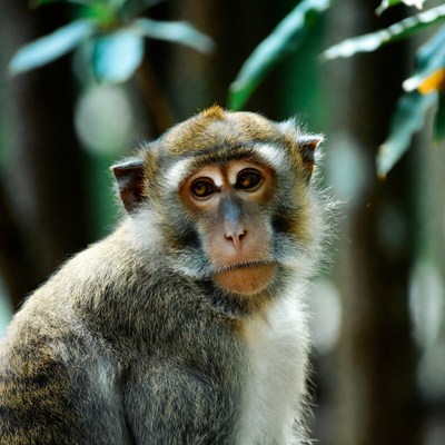 Long-tailed macaque in jungle