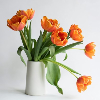 Orange Tulips in White Vase