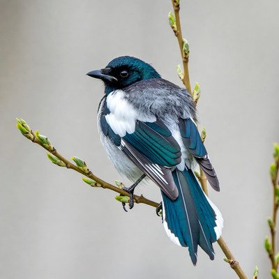 Black-capped Chickadee on Spring Branch