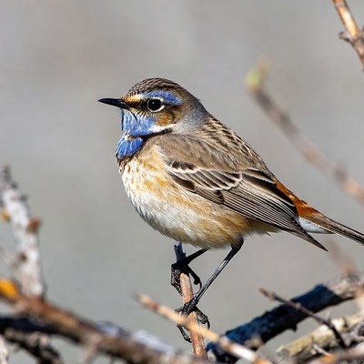 Whinchat bird on branch