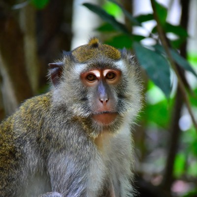 Long-tailed Macaque in Jungle