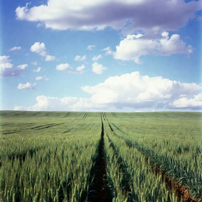 Green Wheat Field with Tractor Tracks