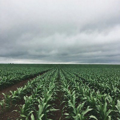 Corn Field Under Cloudy Sky