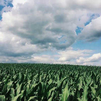 Corn Field Under Cloudy Sky