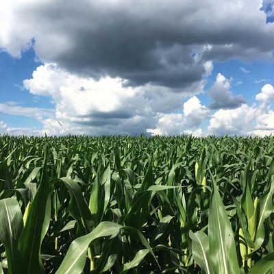 Corn Field Under Stormy Sky