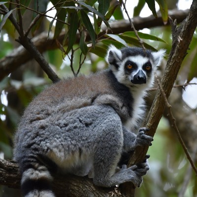 Ring-tailed lemur on tree branch