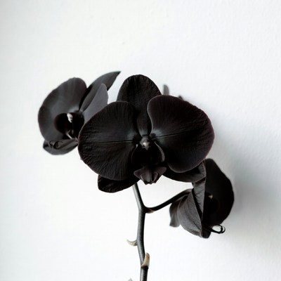 Black Orchids on White Background