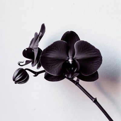 Black Orchid Flower on White Background
