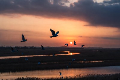 Flock of seagulls flying at sunset