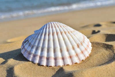 Scallop Shell on Beach Sand