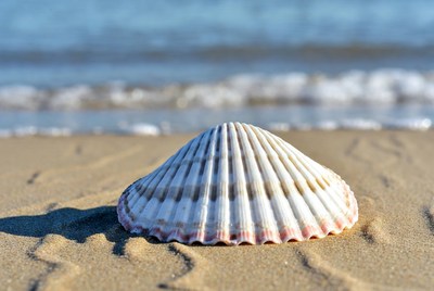 Seashell on sandy beach