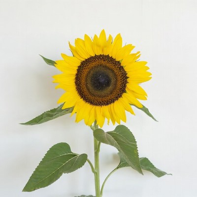 Sunflower on white background