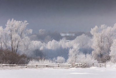 Snowy Trees and Wooden Fence Landscape