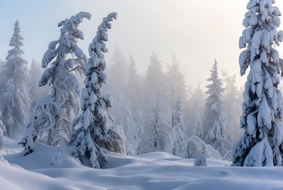 Snowy Pine Forest in Winter