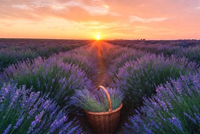 Lavender Field with Wicker Basket