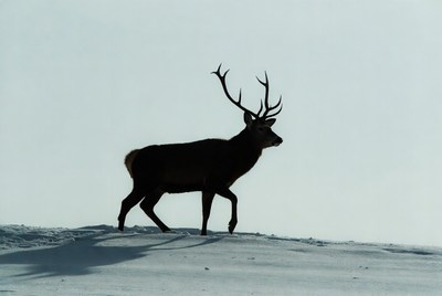 Silhouette of red deer on snowy hill