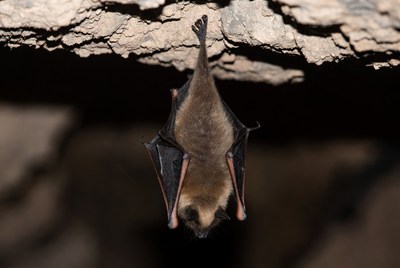 Bat hanging upside down on rock