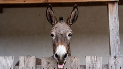 Donkey sticking tongue out over fence