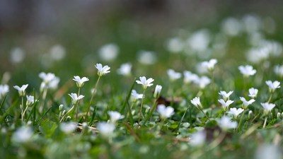 White flowers in green grass