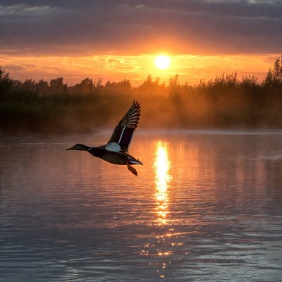 Mallard Duck Flying at Sunset