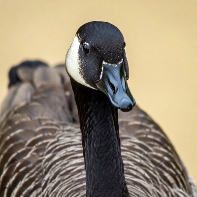 Canada Goose Close-Up Portrait