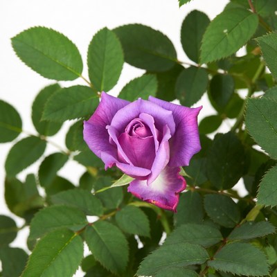 Purple Rose with Green Leaves