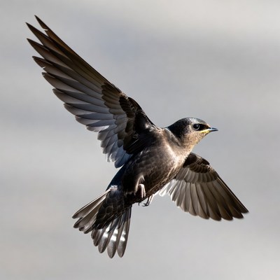 Barn Swallow Flying in Sky