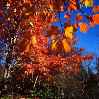 Vibrant Autumn Maple Leaves Against Blue Sky