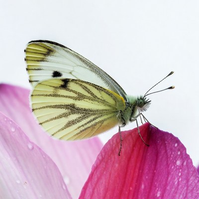 White butterfly on pink flower