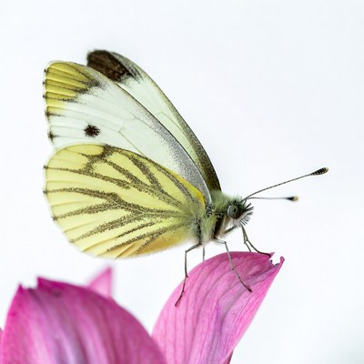 White butterfly on pink flower