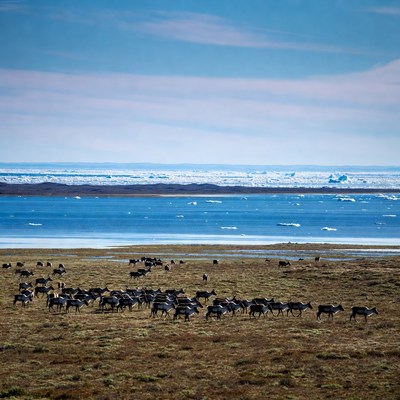 Herd of Reindeer Near Arctic Iceberg
