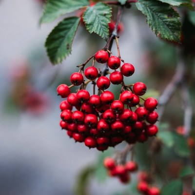 Red Mountain Ash Berries Cluster