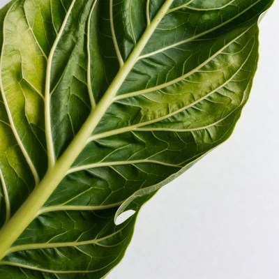 Large Green Monstera Leaf