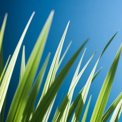 Green grass blades against blue sky