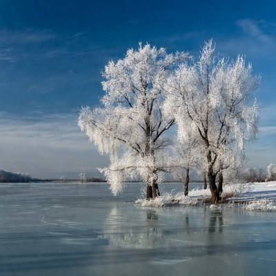 Frost-covered trees by frozen river