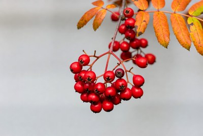 Red Mountain Ash Berries with Orange Leaves