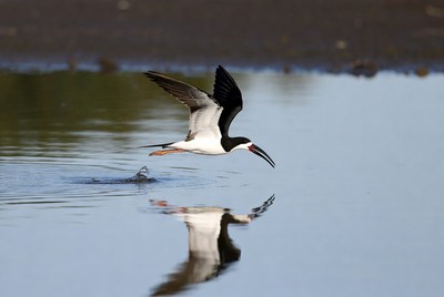 Black-necked Stilt Flying over Water