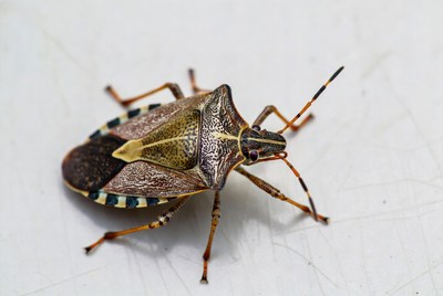 Brown Marmorated Stink Bug