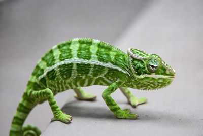 Green chameleon on gray surface