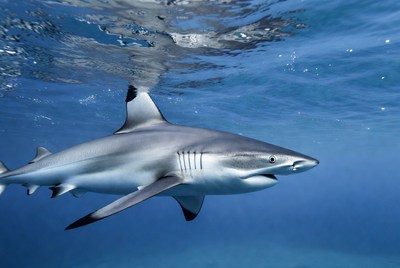 Blacktip shark swimming underwater